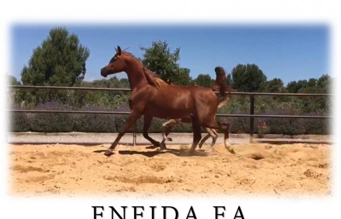 Eneida EA in foal to Zeus EA