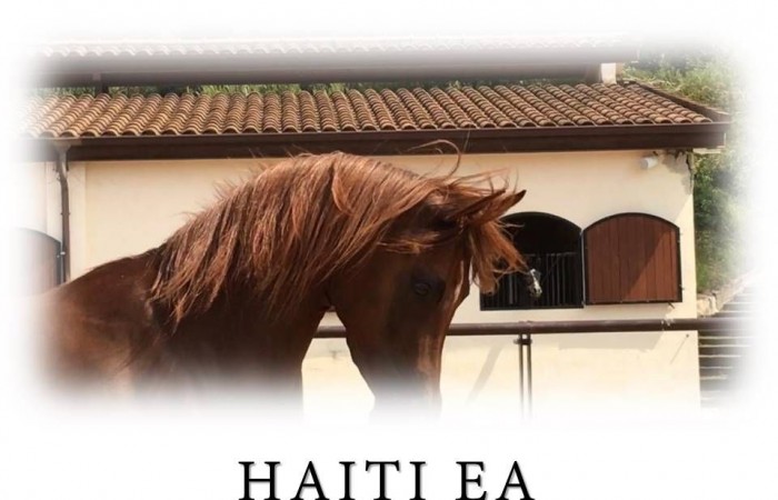 Haiti EA in foal TO Shanghai EA.